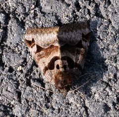 Euclidia ardita