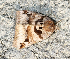 Euclidia ardita