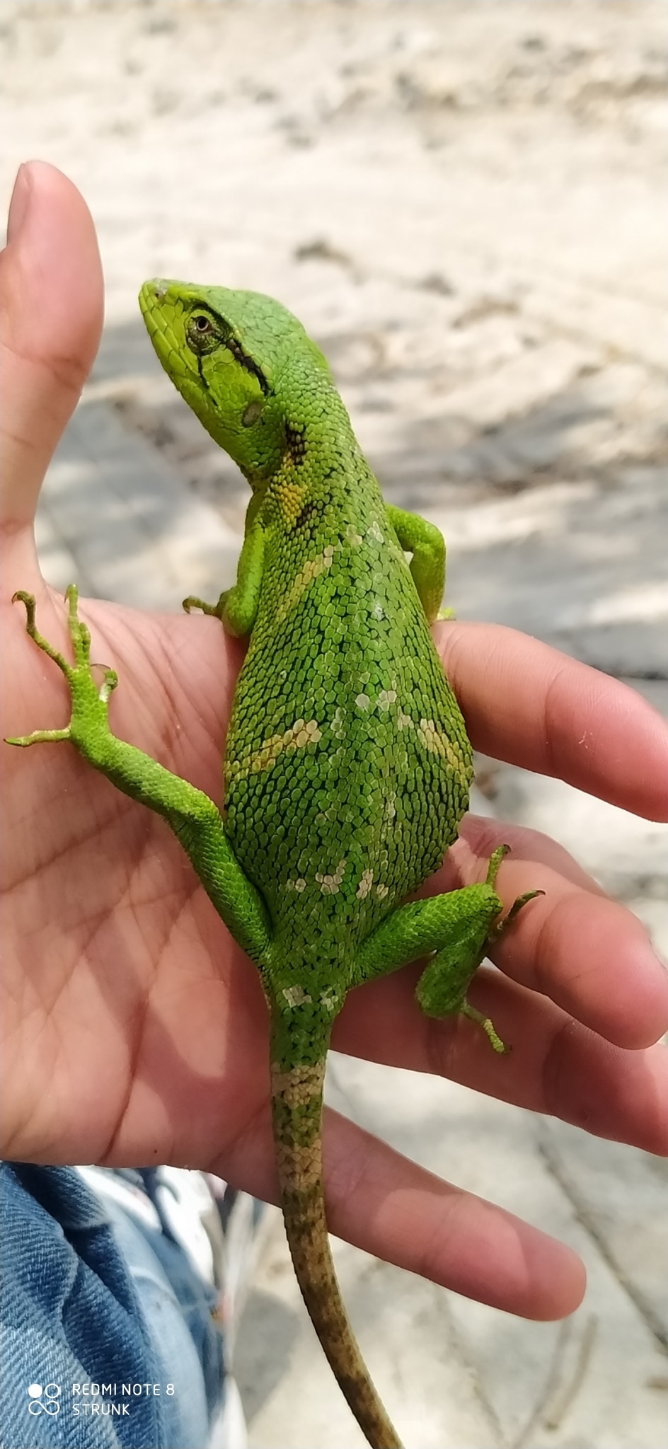 bicho-preguiça, calango-cego, calango-verde, camaleão, catatau, common monkey lizard, falso-camaleão, grünliche färberechse, lagarto-preguiça, many-colored bush anole, marmorierter buntleguan, papa-vento, papa-vento-verde