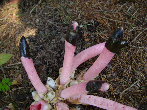 red stinkhorn