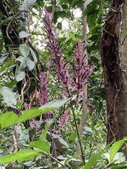 Odontonema callistachyum