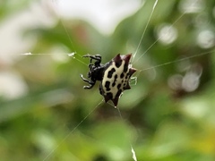 Gasteracantha cancriformis