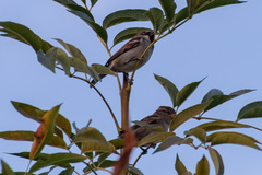 Passer domesticus