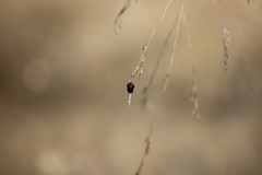 Dermacentor occidentalis