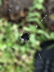 Gasteracantha cancriformis