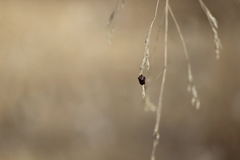 Dermacentor occidentalis
