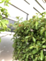 Gasteracantha cancriformis