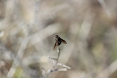 Conophorus nigripennis