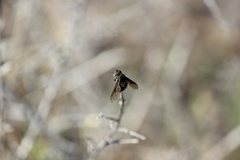 Conophorus nigripennis