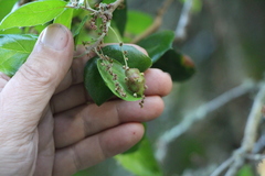 Callirhytis congregata