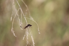 Conophorus nigripennis