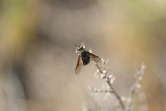 Conophorus nigripennis