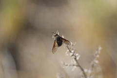 Conophorus nigripennis