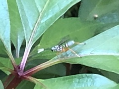 Agonocryptus discoidaloides