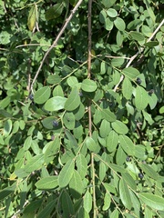 Phyllantheae