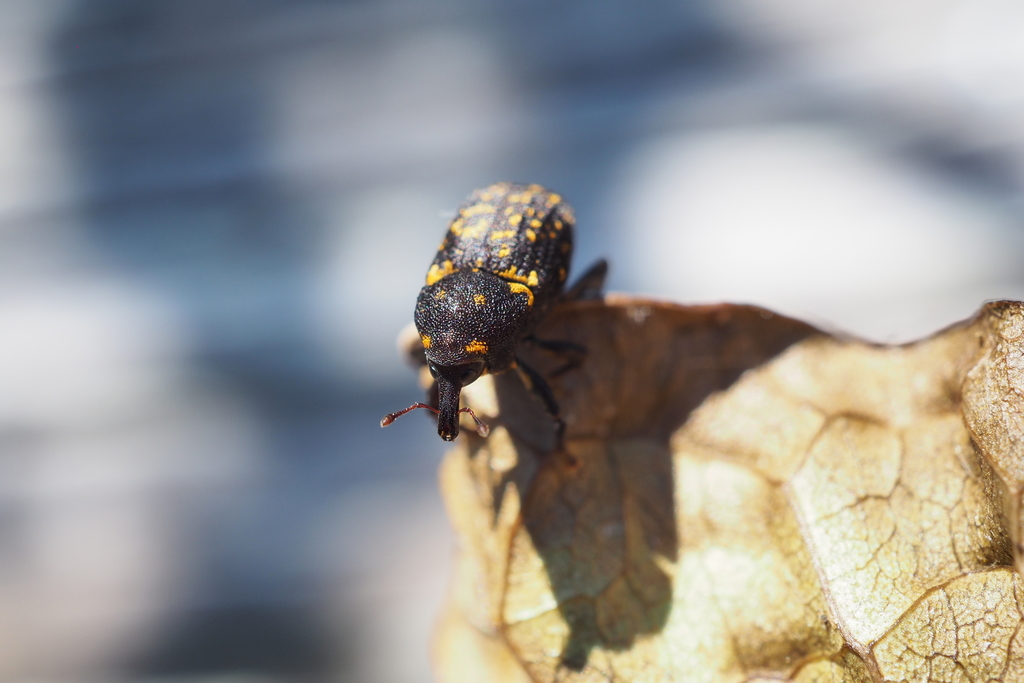 Oreda notata