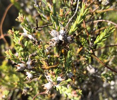 Melaleuca brevifolia