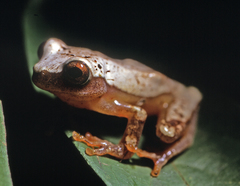 Dendropsophus triangulum