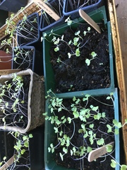 Brassica napobrassica