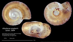 Allodiscus urquharti