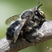Anthophora pacifica - Photo (c) janeabel,  זכויות יוצרים חלקיות (CC BY-NC)