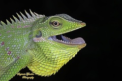 Bronchocela