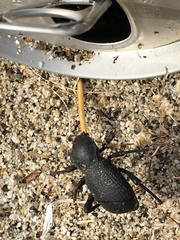 Cryptoglossa muricata