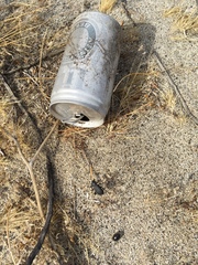 Cryptoglossa muricata