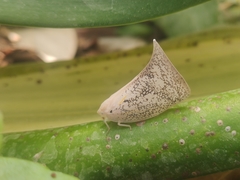 Lawana conspersa