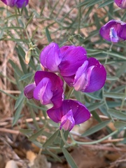 Lathyrus lanszwertii