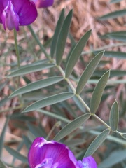 Lathyrus lanszwertii