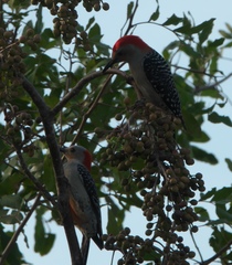 Melanerpes carolinus image