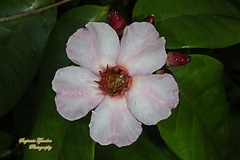 Strophanthus gratus