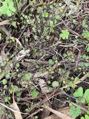 Muehlenbeckia complexa