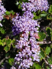 Ceanothus jepsonii