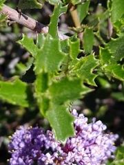 Ceanothus jepsonii