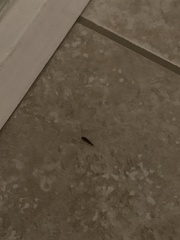 Lepisma