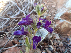 Collinsia greenei