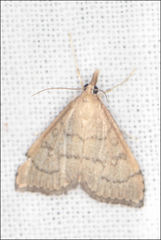 Metasia dicealis
