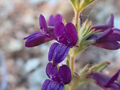 Collinsia greenei