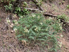 Astragalus accidens