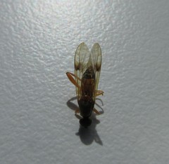 Benhamyia apicalis