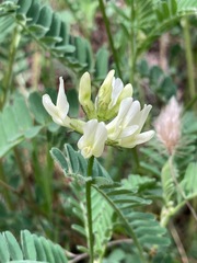 Astragalus accidens
