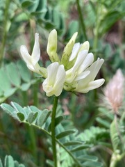 Astragalus accidens