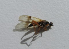 Benhamyia apicalis
