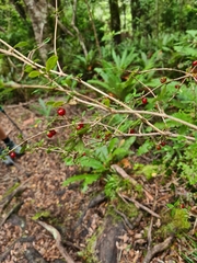 Coprosma rhamnoides