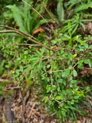 Coprosma rhamnoides