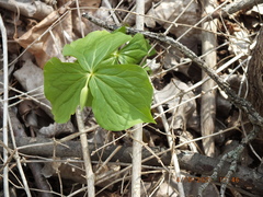 Trillium flexipes