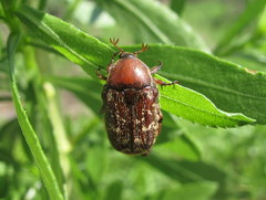Euphoria leucographa