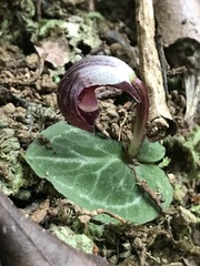 Corybas abellianus